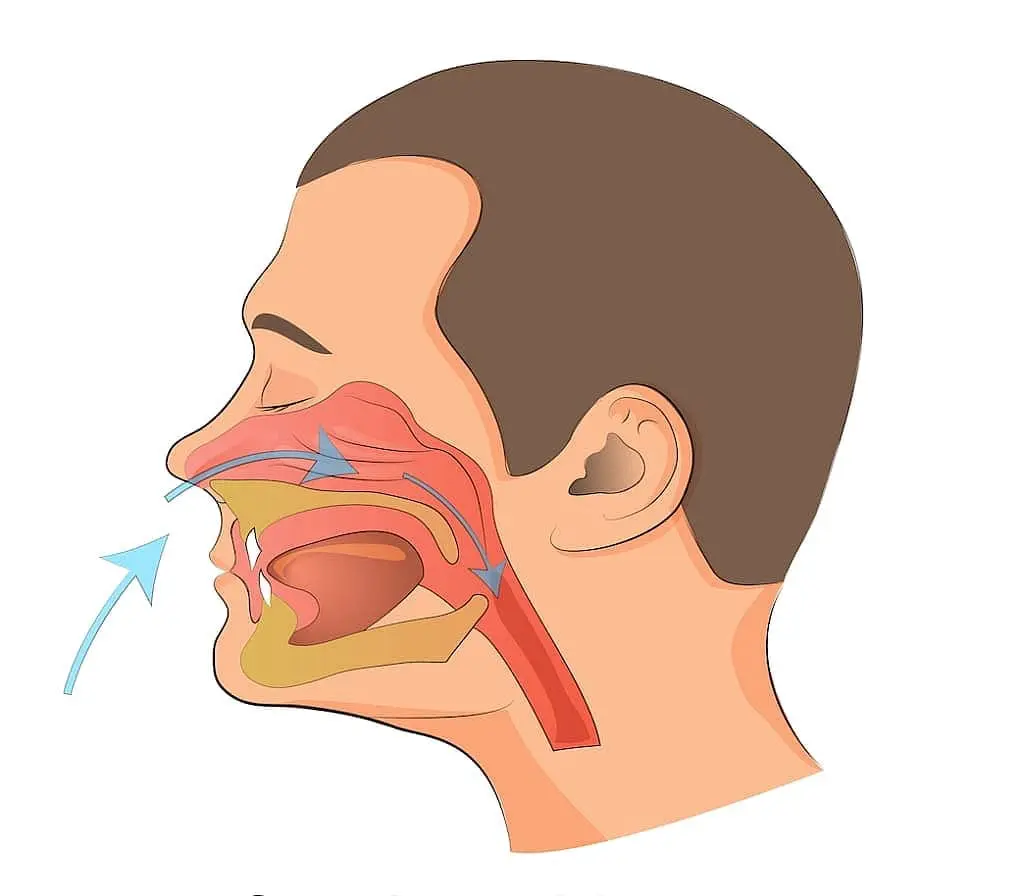 Airflow path through nasal passage, mouth, and throat during breathing at Forsyth Pediatric Dentistry and Orthodontics in Cumming, GA.